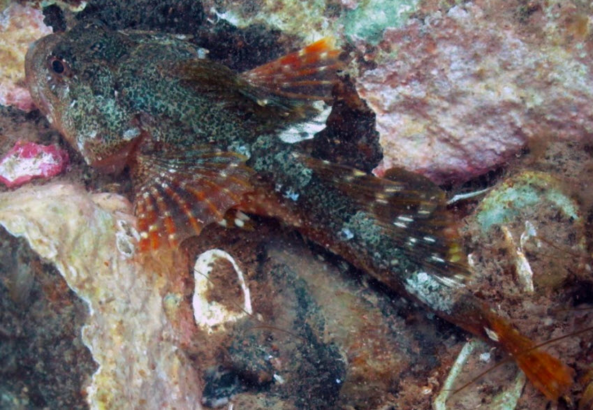 Myoxocephalus scorpius_07.jpg